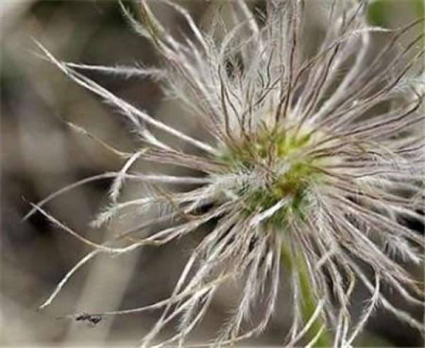 Pulsatilla tenuifolia