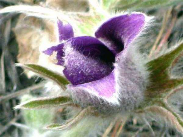 Pulsatilla tenuifolia