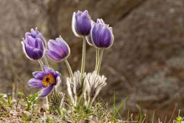 Pulsatilla tenuifolia