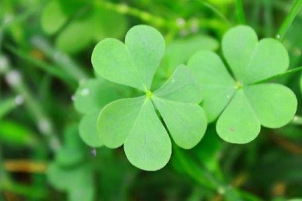 Clover