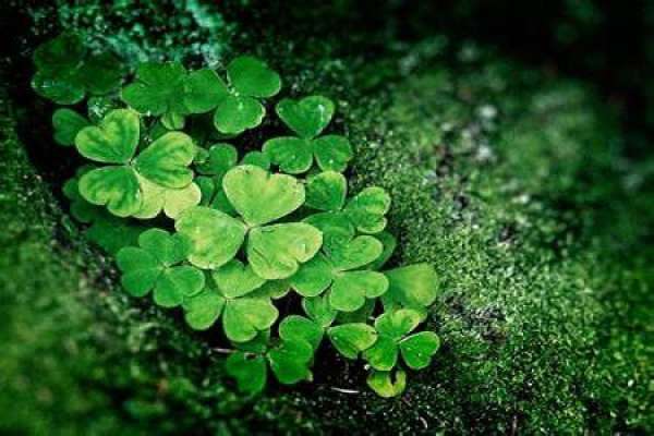 Clover
