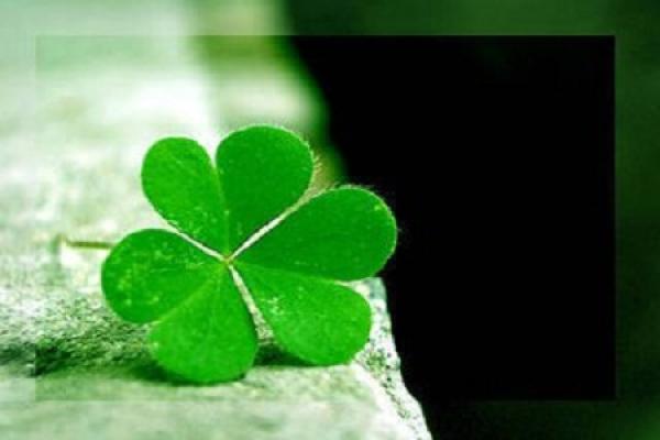 Clover