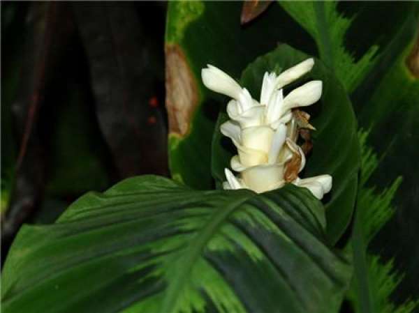 Peacock arrowroot plant