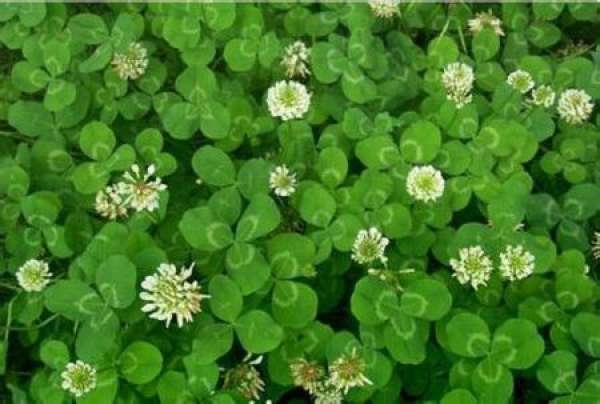 Pest Control of Clover