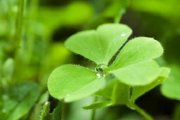 disease and pest control of clover