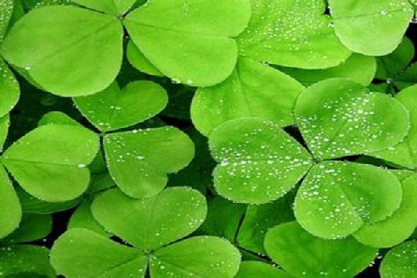 Pest Control of Clover