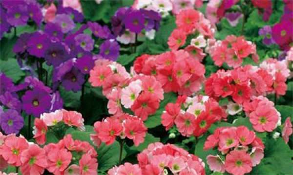 Seeding of Evergreen Primrose
