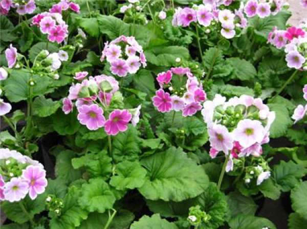 Seeding of Evergreen Primrose