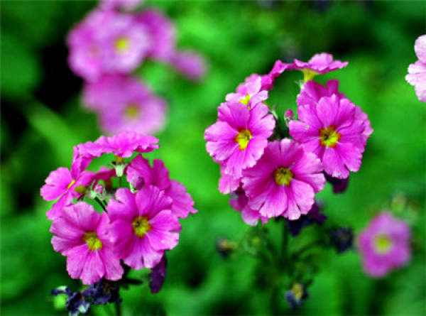 The flowers of the evergreen primrose