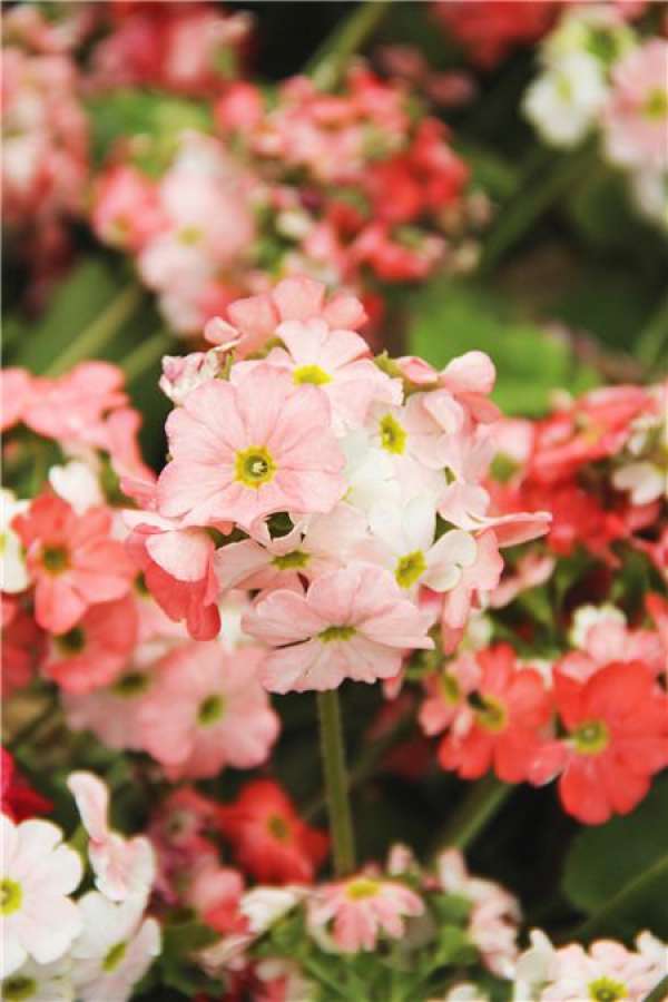 Suitable Illumination of Primula peregrina