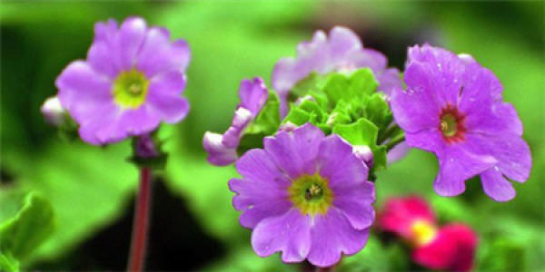 Suitable Illumination of Primula peregrina