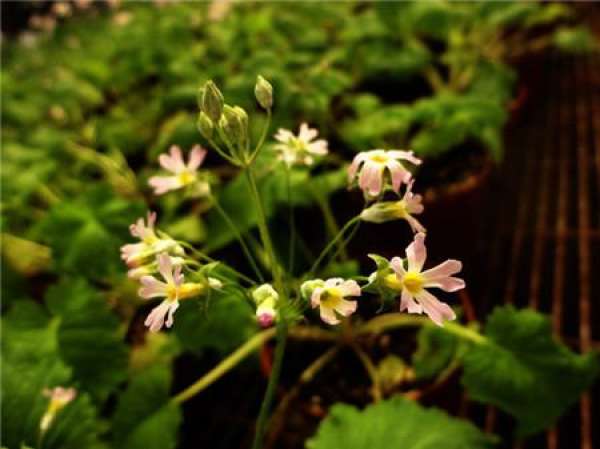 Pruning of evergreen primrose