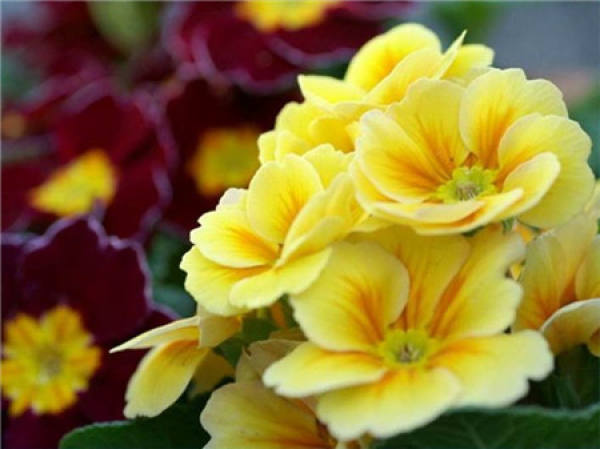 Points for Attention in Cultivation of Four Seasons Primrose