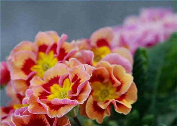 Cultivation method of evergreen primrose