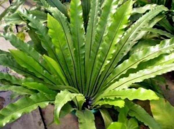 Pteris formosana