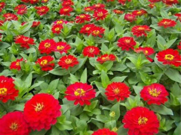 Sowing method and precautions of zinnia