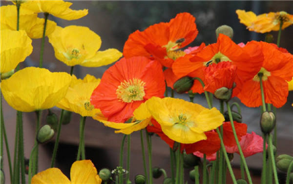 The planting and flowering of Papaver rhoeas
