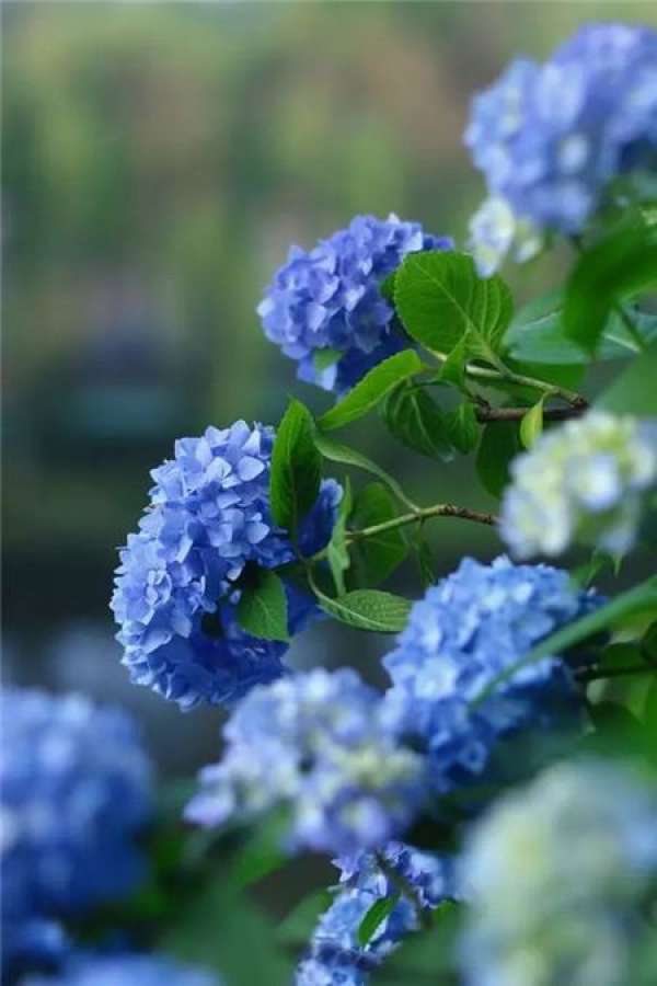 Hydrangea