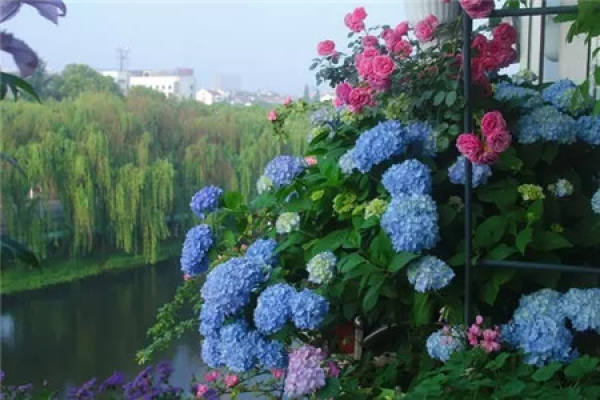 Hydrangea