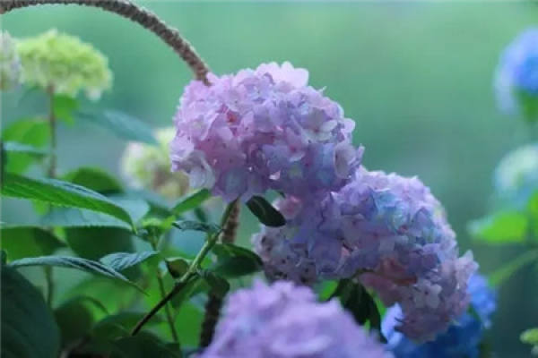 Hydrangea