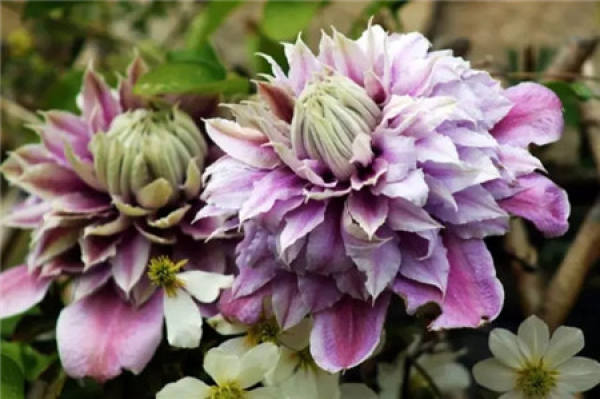 Hydrangea
