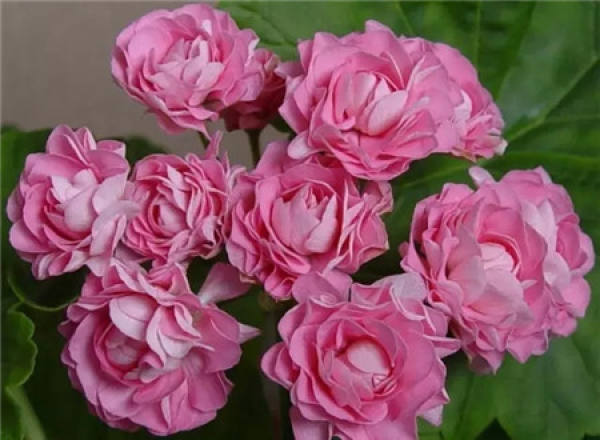 Hydrangea