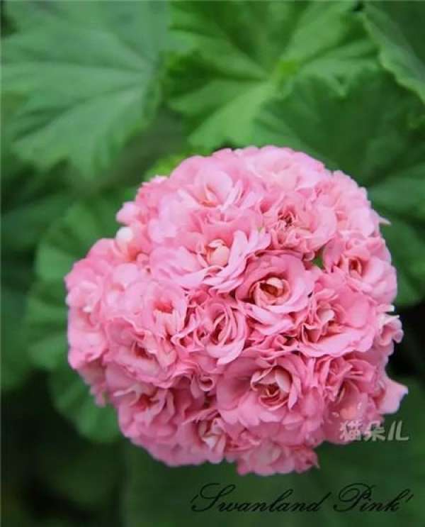 Hydrangea
