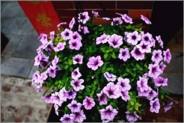 Hydrangea