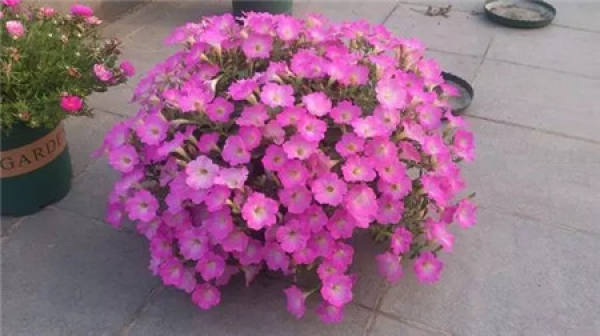Hydrangea