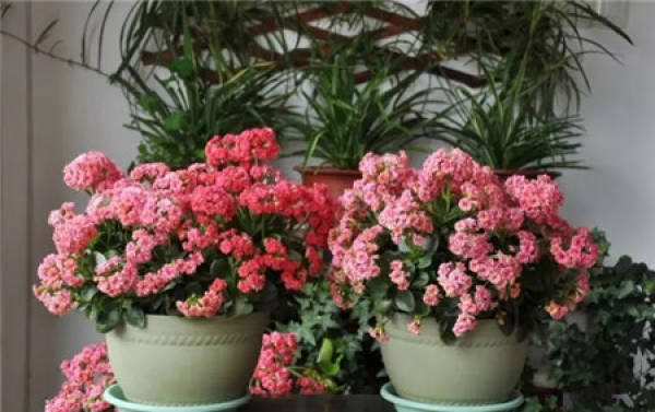Hydrangea