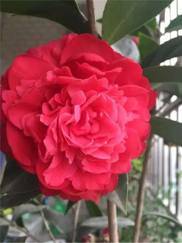 Camellia