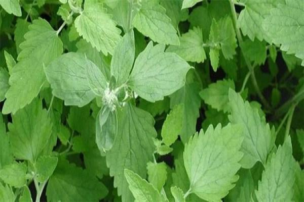 Catnip