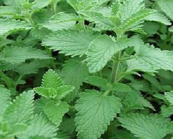 Catnip