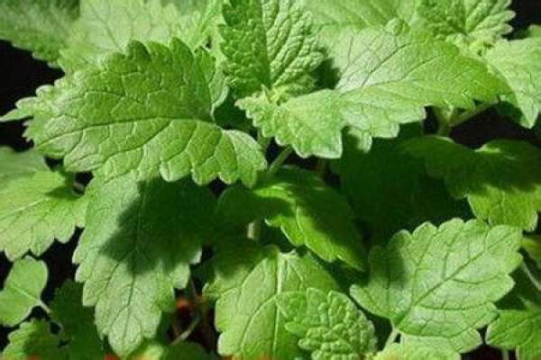 Catnip