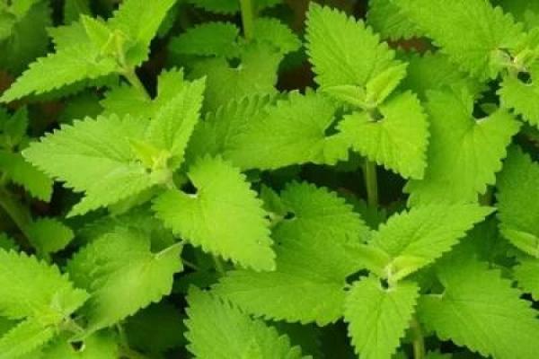 Catnip