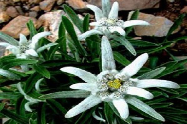 Edelweiss