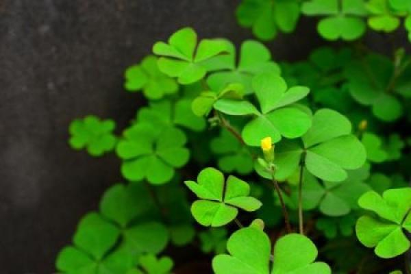clover