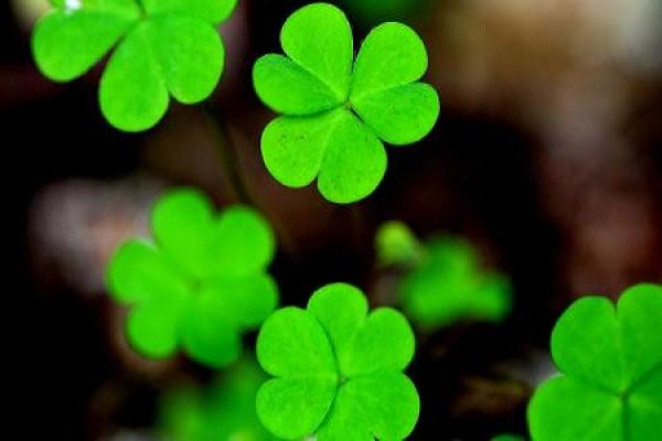 Clover