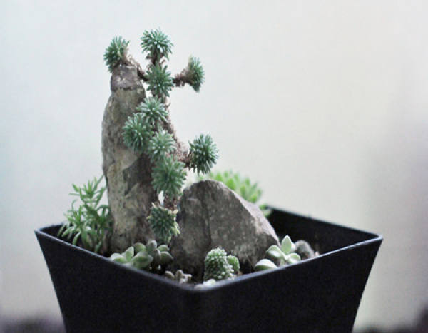 Bonsai form of ball pine