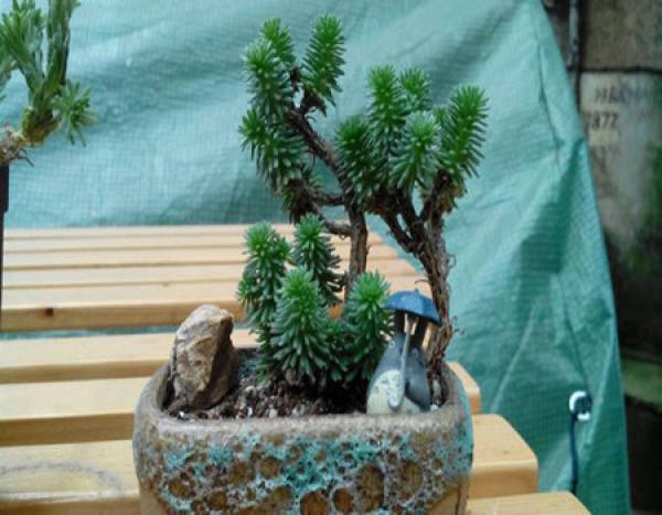 Bonsai form of ball pine