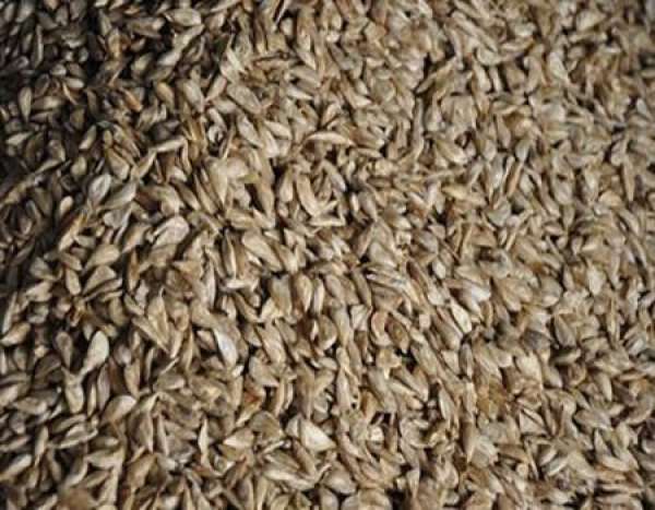 Seed treatment of cedar Seed treatment of cedar