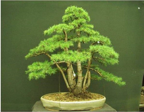 Seedling Management of Cedrus deodara Seedling Management of Cedrus deodara