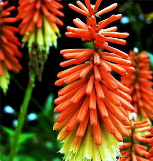 Torch flower