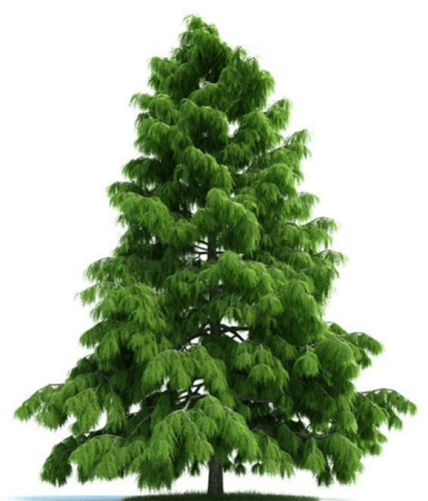 Cedar