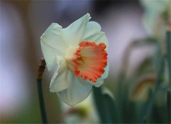 Narcissus