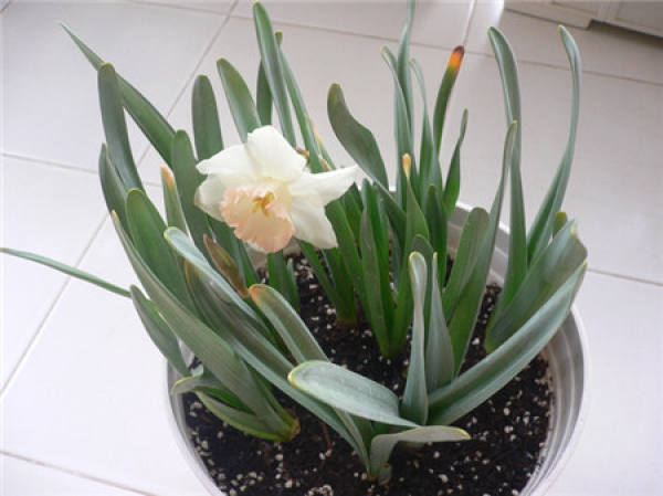 Soil-cultured Narcissus