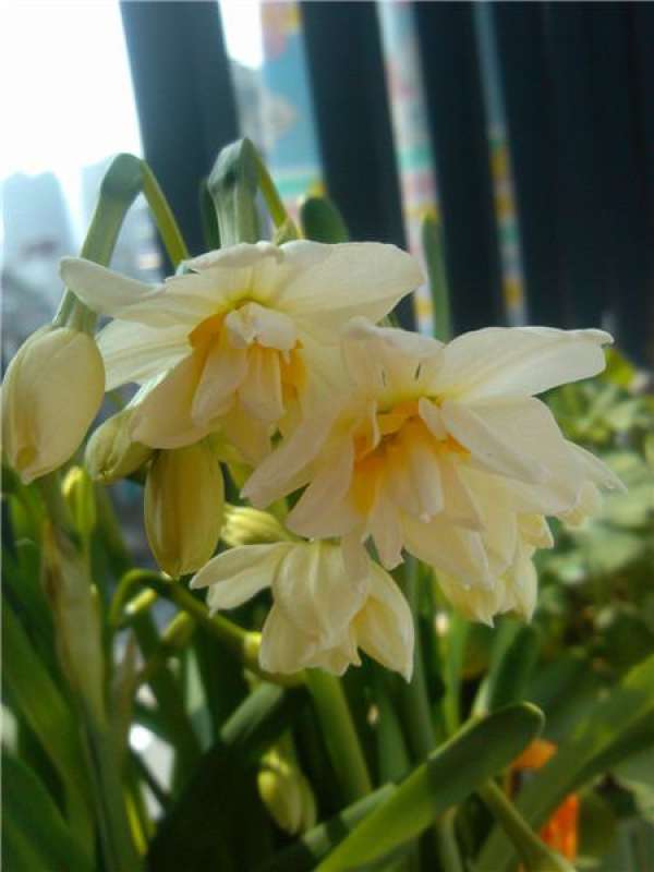 Are daffodils poisonous The Plant Aide