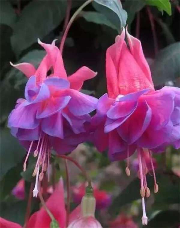 Sinningia speciosa