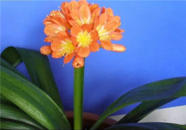 Sinningia speciosa