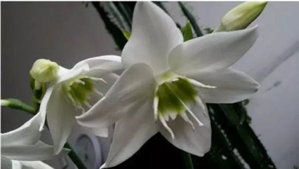 Sinningia speciosa